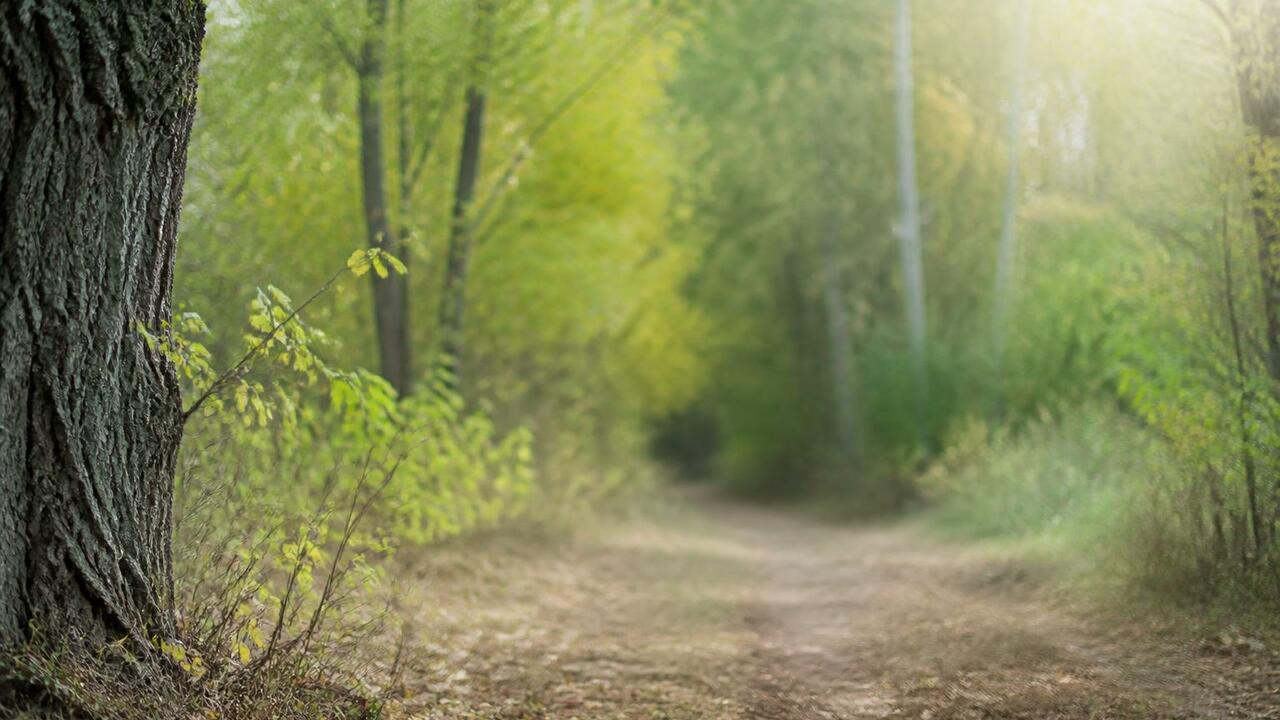 Стихийное кладбище животных рядом с Махмутовски...