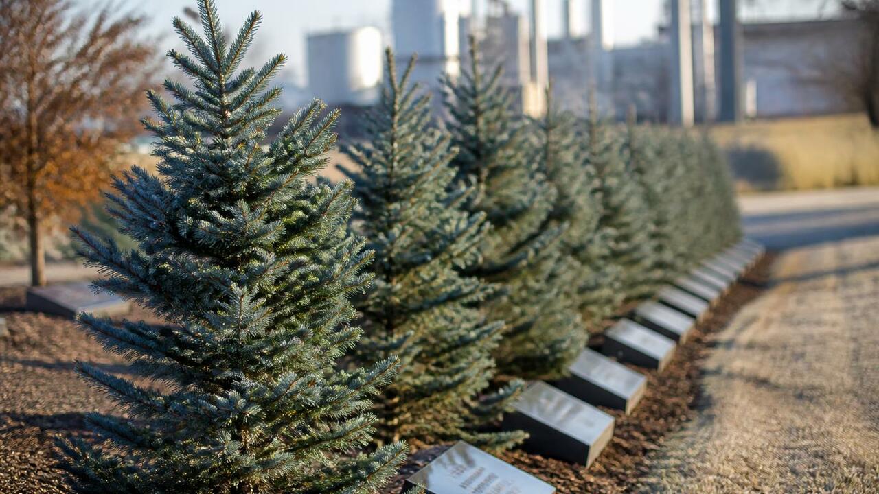 Аллея памяти из 23 голубых елей на территории з...